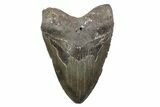 Fossil Megalodon Tooth - North Carolina #381345-1